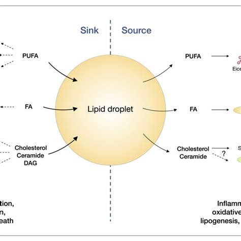 Lipid Droplets And Lipid Signalling Pathways In Principle Lipid Download Scientific Diagram