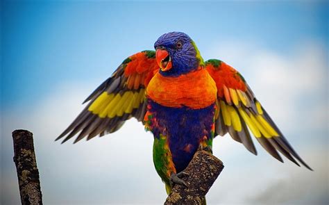 Rainbow Lorikeet Wings Hd Wallpapers Birds Desktop Wallpaper