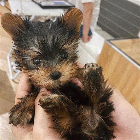 Yorkie Puppy For Sale Florida Yorkie Sale 50 Off Prices