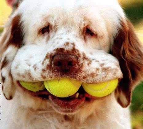 Find over 100+ of the best free dogs images. Neuticles: Fake Balls For Neutered Dogs - Terribly Terrier