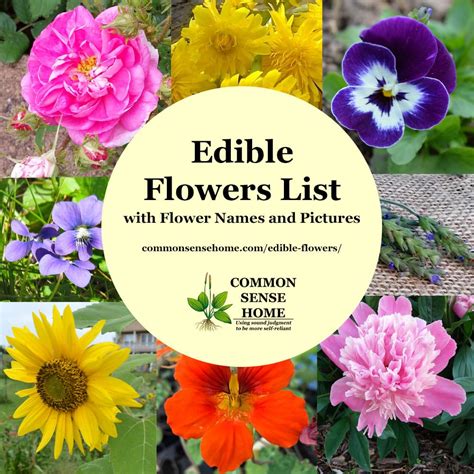Spring and summer are when i encounter the widest range of blossoms, and because i get a lot of questions related to sourcing and using edible flowers. Edible Flowers List with Flower Names and Pictures