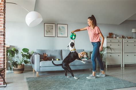 Keep Your Dog Busy 7 Brilliant Ideas To Keep Your Dog Busy Indoors