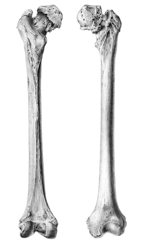 If the cause is large or complex, it is best to break it down into sub make sure that you do not stop on one cause for long. Femur (by lichtopdezaak) - Memorize.com - Learn and Remember