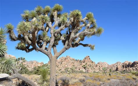 Joshua Tree National Park Hd Wallpaper