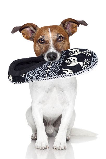 Dog Chewing Shoe Stock Photos Pictures And Royalty Free Images Istock