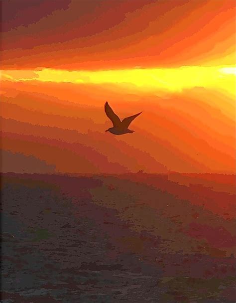 Bird Silhouette Sunrise By Cathy Lindsey Bird Silhouette Sunrise