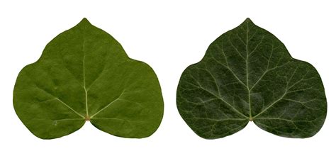 Ivy Leaves By Rlvfx On Deviantart