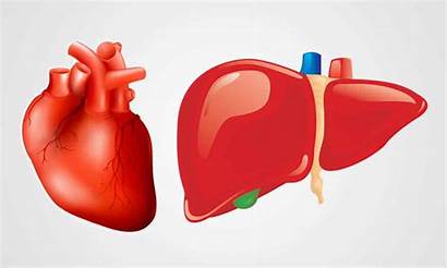 Liver Heart Health Support Liversupport Cholesterol Simultaneous