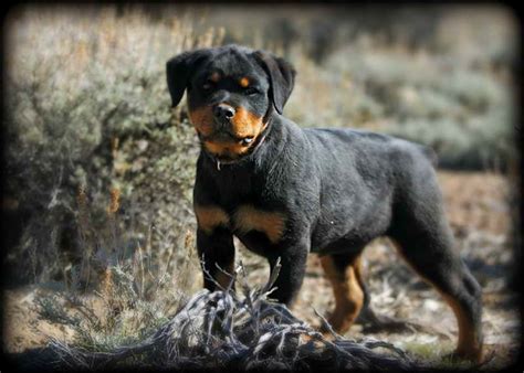 Find rottweiler in dogs & puppies for rehoming | 🐶 find dogs and puppies locally for sale or adoption in alberta : German Rottweiler Puppies For Sale In California | PETSIDI
