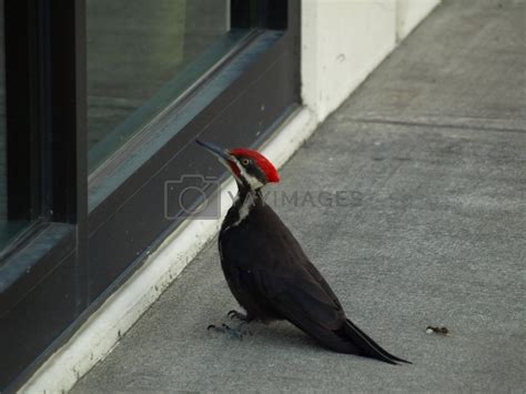 Royalty Free Image | Pileated Woodpecker by RGebbiePhoto
