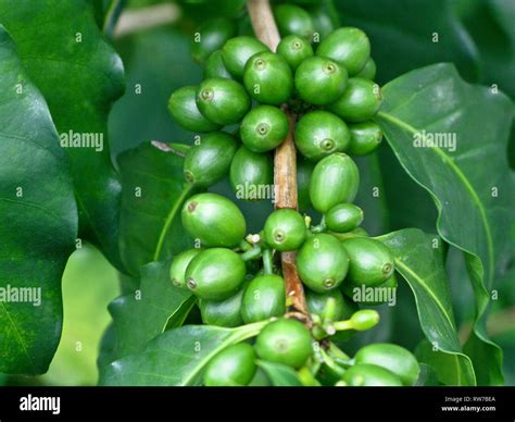 Coffee Beans On Tree Stock Photo Alamy