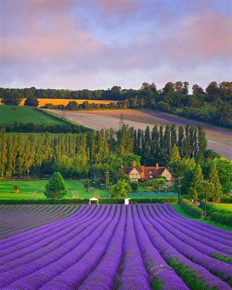 Morado Beautiful Places Lavender Fields Beautiful Landscapes