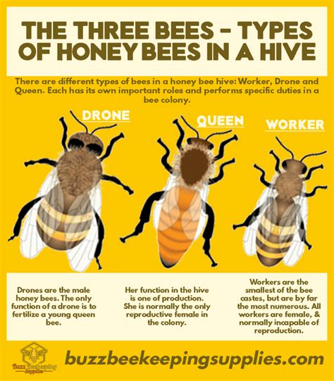 The Three Bees Types Of Honey Bees In A Hive Buzz Beekeeping Supplies