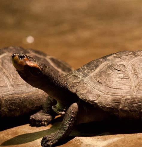 Yellow Spotted Amazon River Turtle Akron Zoo