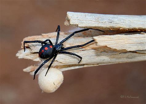 This page provides an overview of the most common spiders in arkansas. Something about the spiders - Design Swan