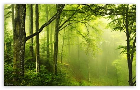 Hd Green Forest Wallpaper Awesome Hd Green Forest Image 15535