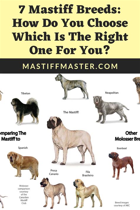 7 mastiff breeds how to choose the right one for you too bad if you have a peekapoo spaniel