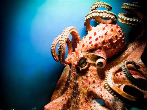 In Soul Of An Octopus An Invertebrate Steals Our Hearts 137