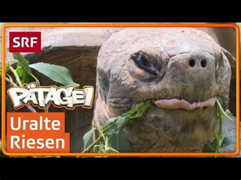 Sie können bis zu 300 kilogramm schwer und bis zu zwei meter lang werden. Größte riesenschildkröte | super-angebote für große ...