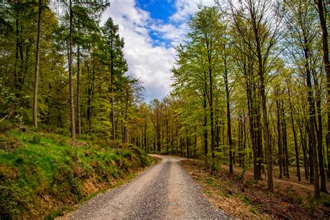 Free Photo Forest Path Dark Forest Nature Free Download Jooinn