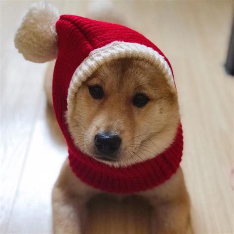 55 Excited Puppy Dog Hat Photo 4k Ukbleumoonproductions