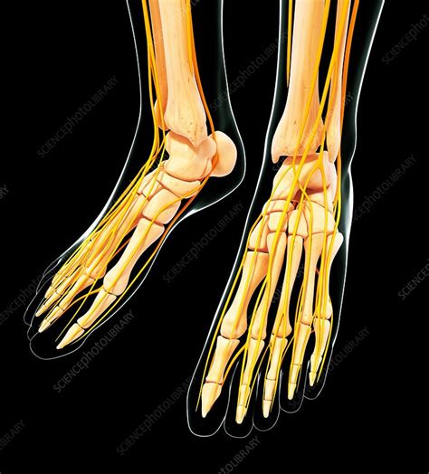 Human Foot Nervous System Artwork Stock Image F0079991 Science