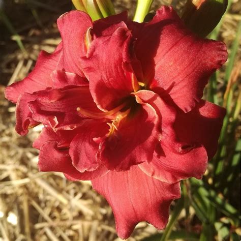 Showstoppers, an episode of the simple life. Hemerocallis 'Little Show Stopper' - Pépinière du Lac des ...
