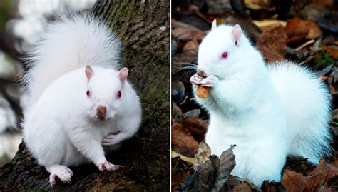 Man Captures Photos Of One Of Countrys 50 Rare Albino Squirrels