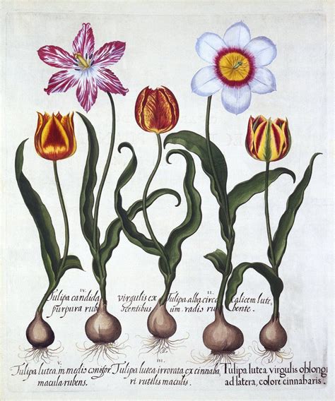 Was Tulip Mania Really The First Great Financial Bubble Bbc News