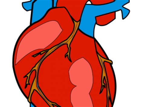 Human Heart Clipart Clipart Station