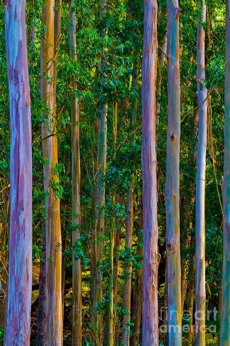 Eucalyptus Trees Photograph By Mitch Shindelbower Fine Art America
