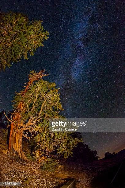 Bristlecone Pine Milky Way Photos And Premium High Res Pictures Getty