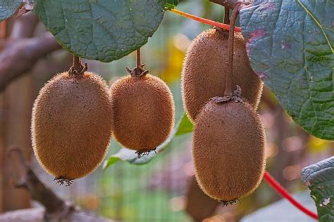 Perennial Seeds 5 Kiwi Fruit Tree Male Cuttings 7 8 Inches Each Yard
