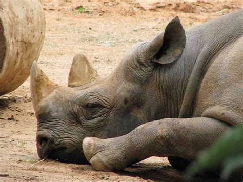 Beautiful Dangerous Wild Animals Pets Of Africa Rhino The