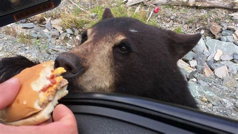 Black Bear Newfoundland South Coast Youtube