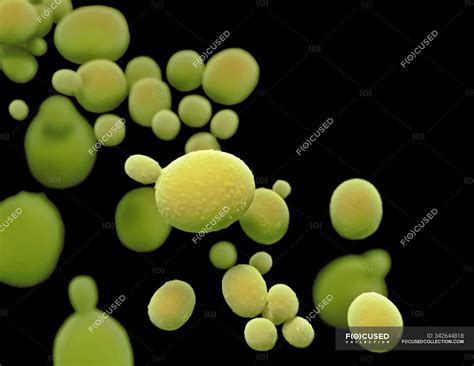 Illustration Of Fungus Candida Auris — Fungal Microbiology Stock
