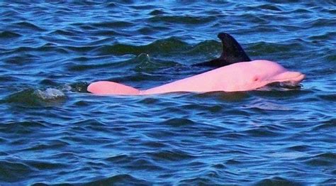 Surprise Pink Bottlenose Dolphin The Fact Site