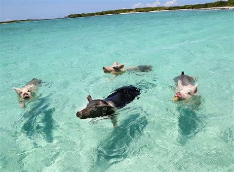Pigs Of Paradise Son Realmente Felices Los Cerdos Que Nadan En Las