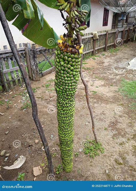 A Rare Banana Called A Thousand Bananas Stock Image Image Of Closeup