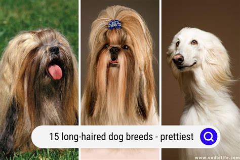15 Long Haired Dog Breeds Prettiest Oodle Life