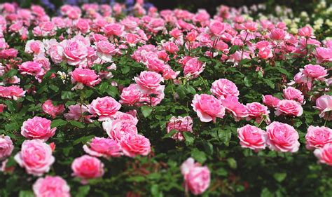 The Rose Garden Queen Marys Rose Garden Regents Park Love Life