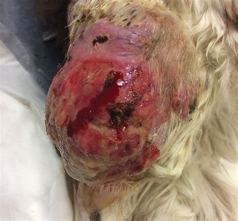 Mast Cell Tumors In Dogs And Cats Clinicians Brief