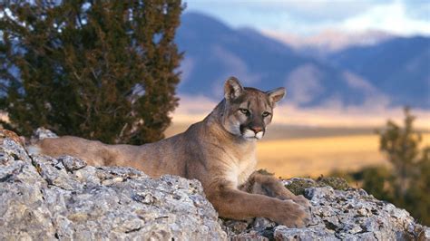 Mountain Lion Cougar Hd Wallpapers Hdwalle