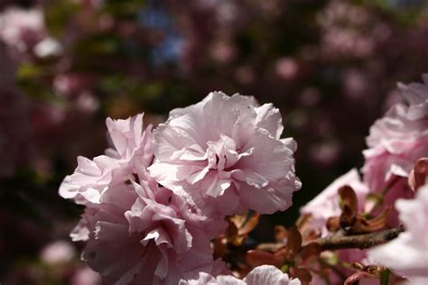Pink Flowering Tree Spring Flower Trees Free Nature Pictures By
