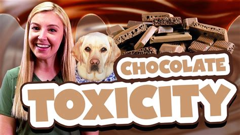 How To Treat Chocolate Toxicity In Dogs Youtube