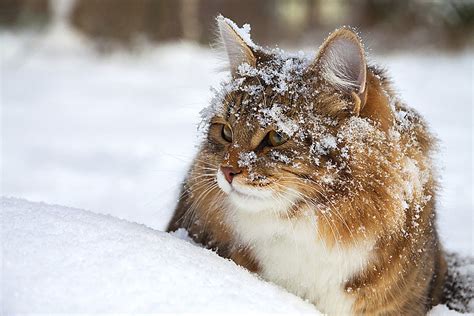 Bewildered Cat Just Cannot Comprehend What Snow Is