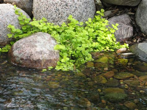 Small Plants For Small Ponds