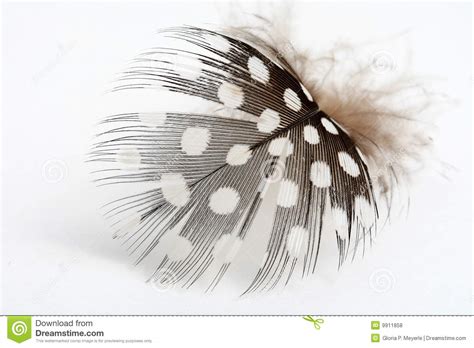 Spotted Feather Stock Photo Image Of Feather Bird Vaned 9911858