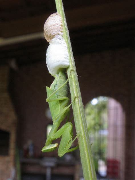 Praying Mantis Life Cycle