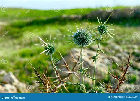 Close Up Of Spike Plant In Meadow Stock Image Image Of Green Nature